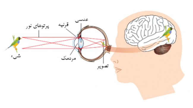 نحوه ی تشکیل تصویر در درون چشم به چه صورت است؟